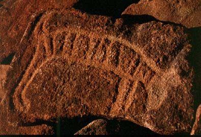 Thylacine